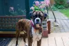 Boxer - Facts & Information | mywagntails