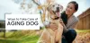 How to Take Care of Elderly Dogs