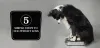 How To Help Your Dog Lose Weight?