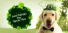 St. Patrick’s Day Safety Tips for Pets