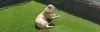 Artificial Grass Todmorden