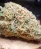 Buy Marijuana Strain Online TOP SHELF - GREENA STORE