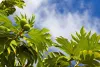 Information about Breadfruit Tree with Their Types, Benefits, Images, and Facts - Info About Trees