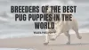 Waaba-Pugs puppy breeder, Review