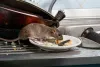 pest control services carseldine
