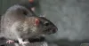 Rat control