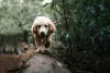 10 Easy Dog Tricks - Love Lab World