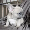 Home - Diamond puppies for sale