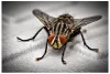 Bug Control Services | Best Bug Treatment for Home in Macomb