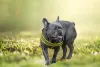 Bulldog - Facts & Information | mywagntails