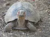 World Turtle Day, Shellebrate, Happy World Turtle Day, World Turtle Day Celebrations