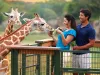 Fly Drive Orlando - Traveldecorum 