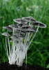 Avoid The Top 10 Buy Mushrooms Canada Mistakes – Studio Abcdclic