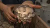 Buy mushrooms Canada Amazing Tips For Success