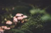 Buy Mushrooms Canada-Learn Exactly How I Improved In 2 Days