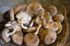 How To Start BUY SHROOMS ONLINE With Less Than $100 – s-goldy