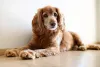 5 Things you must know before buying a Cocker Spaniel - Complete Cocker Spaniel Review