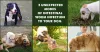 5 Unexpected Modes of Intestinal Worm Infection to Your Dog - BudgetVetCare Blog