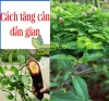                   Cách tăng cân dân gian với thảo dược tự nhiên			         