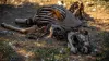 Dead Animal Removal Gold Coast