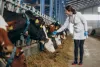 Calcium Iodate: An Essential Nutrient for Animal Health