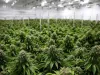 5 Tips for Discovering the Best Online Dispensaries for Your Needs -