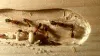 Carpenter Ant treatment Barrie - Carpenter Ants Control | Awesomepest