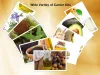 Pure Carrier Oils from Herbs Village