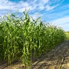 Crop Agricultural Outlook Using Advanced Crop Modeling for Insurance