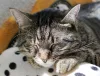 Pet Grooming in Everett
