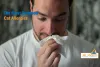 Common Forms Of Allergies In Cats (And How To Treat Them)