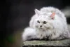 CAT NUTRITION FROM WHISKER TO PAW - petsfoodnutrition