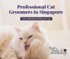 Cat Grooming Singapore | The Pets Workshop