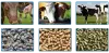 Reasonable Cattle Feed Pellet Machine Price - RICHI Pellet Machinery