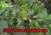                   Cây An Xoa chữa bệnh gan hiệu quả thật không? [Góc chia sẻ]			         