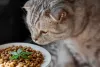 CBD Cat Treats
