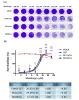 CC50/ IC50 Assay - Antiviral Services | Creative Diagnostics
