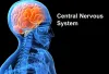 How Bad Habits Can Seriously Damage Your Central Nervous System?