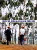 Certified Spring Pruning Services in Hornsby - Blog