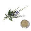 chaste tree powder, chaste tree powder supplier, reasonable chaste tree powder supplier