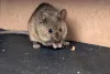 commercial pest control near me