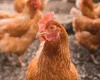 Chicken Protein Isolate Powder Manufacturer & Suppliers | Titan Biotech ltd