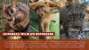 The Chipangali Wildlife Orphanage: An Initiative to Give a Home to Wild Animals 