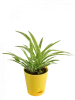 Air Purifier Plants - Buy Air Purifier Plants Online for Home and Office