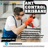 Ant Control Brisbane