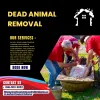 Dead Animal Removal Brisbane