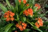 How To Grow And Care For Clivia Plant- A Step-by-step Guide