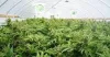 Bay Area Dispensary Clones