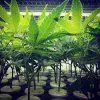 Best Clones in Sacramento, Sacramento Cannabis Clones