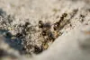 Ant Pest Control: Top Methods to Get Rid of Ants for Good - rice-s-termite-and-pest-control-services